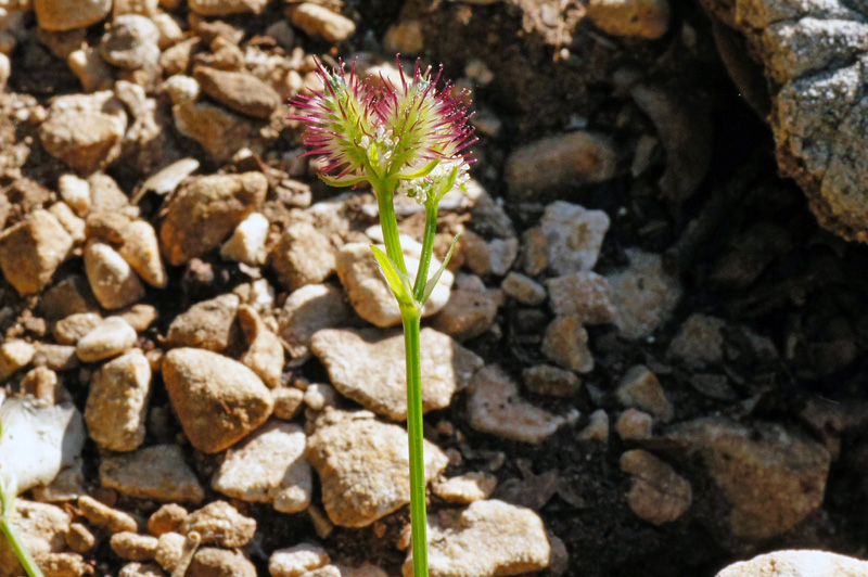 Orlaya daucoides
